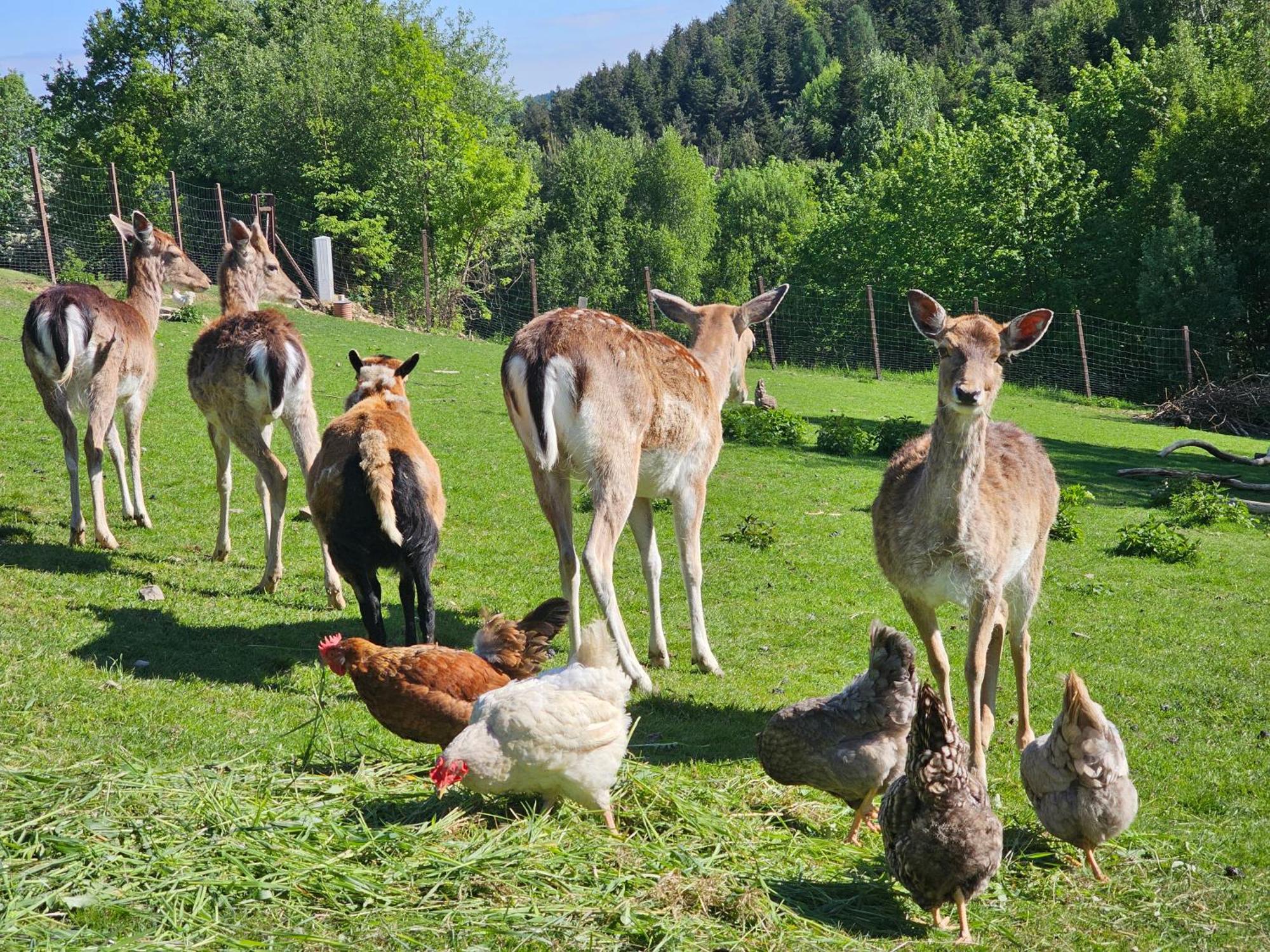 Osada Mala Kozowka Villa Myślenice Buitenkant foto